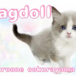 【 ラグドール 】美しい毛並みの女の子！ご挨拶でフレーメン反応！