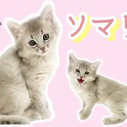 【 ソマリ 】神秘的なブルーの被毛をまとったスリムボディーソマちゃん