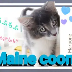 【 メインクーン 】やさしいもふもふ登場!人懐っこさは誰にも負けないぞ