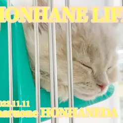 【 ホンハネライフ 】甘えん坊大型にゃんこの寝顔と寝起きをパパラッチ!