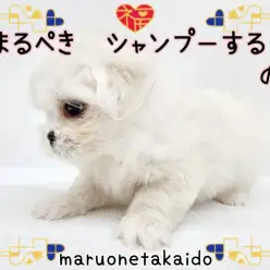 【 Mix 】まるぺきシャンプーする！の巻！