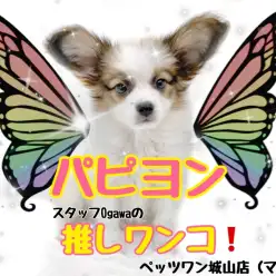 【 パピヨン 】スタッフ小川が選ぶ城山店で今一番推したいワンコ！