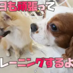 【 トレーニング 】大倉山流!学習しながら育てる環境を大切に!