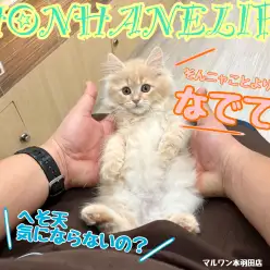【 ホンハネライフ 】『ちょっと特別』で『とっても可愛い猫』