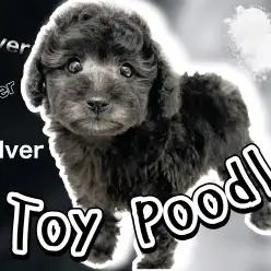 【 トイプードル 】お待たせしました！希少な都会的カラーシルバープードル登場！