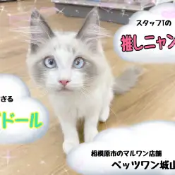 【 ラグドール 】スタッフTが今一番推してる城山ニャンコ!