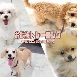 【 お散歩トレーニング 】お散歩の秘訣！愛犬とのお散歩で大切なこと