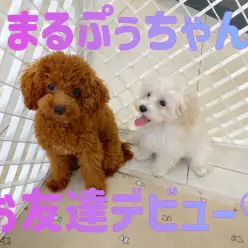 【 お友達デビュー 】まるぷぅちゃんデビュー戦！楽しく遊べたよ！