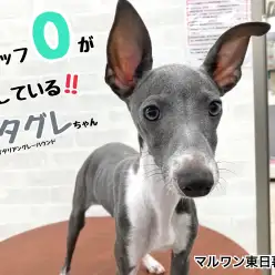 【 イタリアングレーハウンド 】スタッフOの東日暮里店推しワンコ！