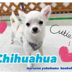 【 チワワ 】優しい男の子に成長した7ヶ月のチワワくん