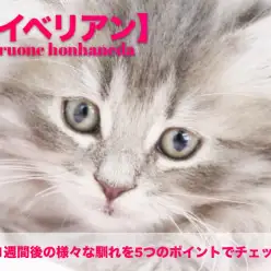 【 サイベリアン 】入店1週間後の様々な馴れを5つのポイントでチェック！