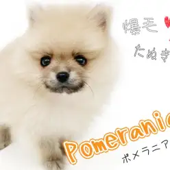 【 ポメラニアン 】東川口店初登場!クリームセーブルカラーの爆毛たぬき顔ポメ