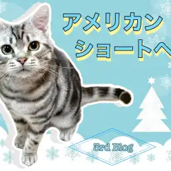 【 アメリカンショートヘア 】グレードアップしたトレーニングに挑戦中！