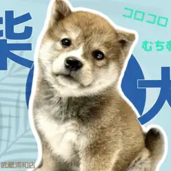 【 柴犬 】むちむちボディとたぬきフェイスのまったりな赤柴くん登場!