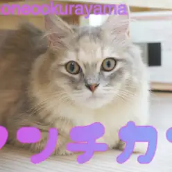 【 マンチカン 】超ゴージャス美人！究極の甘えん坊・・・にキュン！