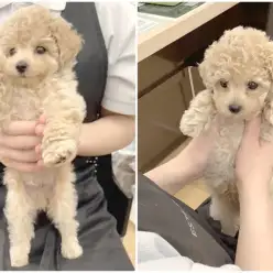 【 トイプードル 】今は逆に珍しい？淡いクリームカラーが可愛らしいプードルくん