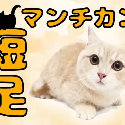 【 マンチカン 】まん丸・短足・甘えん坊スタッフ歓喜のデレにゃんこ！