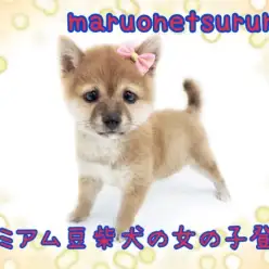 【 豆柴 】これぞ正統派のプレミアム豆柴の女の子が登場！