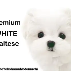 【 マルチーズ 】みんなの視線を独り占め！毛量爆盛りで可愛さ200%♪