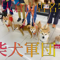 【 大倉山名物 】イメージが変わる？！フレンドリーな柴犬達がたくさん！