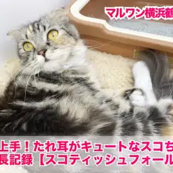 【スコティッシュフォールド】甘え上手！垂れ耳がキュートなスコちゃんの成長記録！
