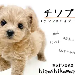 【 MIX 】パパママの良いとこゲットだぜ！！元気溢れる激かわチワプーちゃん