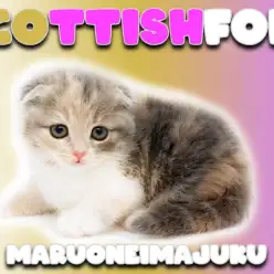 【 スコティッシュフォールド 】希少！ダイリュートキャリコの垂れ耳・丸顔な女の子