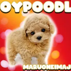 【 トイプードル 】テディベアカットが最も似合う爆毛アプリコットの男の子！