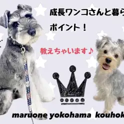 【 お役立て情報 】成長したワンコさんのおすすめポイント！