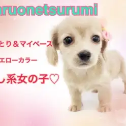 【 ミニチュアダックスフント 】おっとり&マイペース！！イエローカラーの女の子！