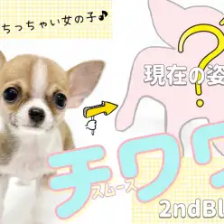 【 チワワ 】生後4ヶ月を迎えるスムチちゃんの成長ぷりにご注目！