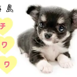 【 チワワ 】小さめサイズ！あざと可愛いブラックタンの天使！