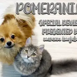 【 ポメラニアン 】生後8ヶ月の爆毛たぬきポメ！猫との多頭もできるおっとり男子！