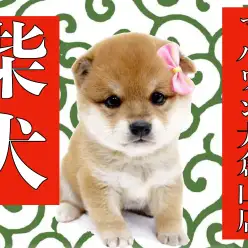 【 柴犬 】ムチコロボディで無防備なヘソ天ポーズを披露！
