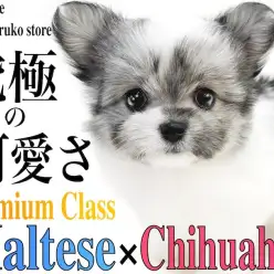 【 MIX 】両親はマルチーズとチワワのマルチワ！究極の可愛さはプレミアム認定！