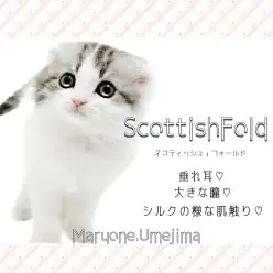 【 スコティッシュフォールド 】人気の垂れ耳！丸顔が可愛いシルバータビーの女の子