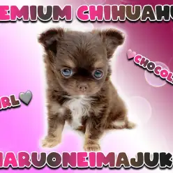 【 チワワ 】大人気チョコタンカラーのプレミアムな女の子が聖地に降臨！