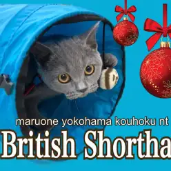 【 ブリティッシュショートヘア 】5ヶ月になるブリちゃんの成長