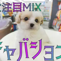 【 キャバション 】ブレナムスポットが3つ?!大人気MIX降臨!!
