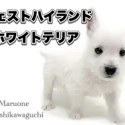【 ウェストハイランドホワイトテリア 】希少な犬種！その名もウェスティー！