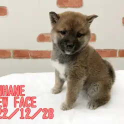 【 New Face 】12/28本羽田店の新しい子犬達のご紹介