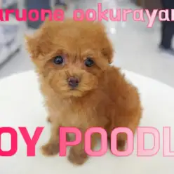 【 トイ・プードル 】小さめ・女の子・レッドカラー人気高いトイプー！
