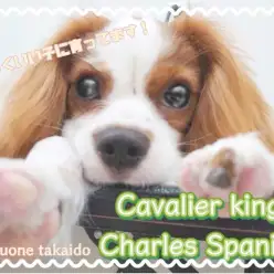 【 キャバリア 】生後約9ヵ月になったキャバたんの近頃の様子をお届けします！