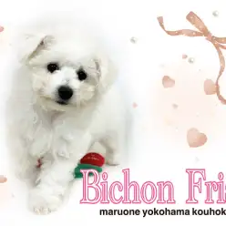 【 ビションフリーゼ 】ふわモコプリンセスビションちゃんの生後3ヶ月