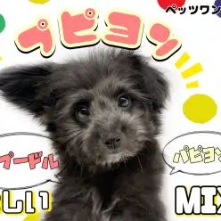 【 MIX 】超かわいいけど超珍しいダブルフランス犬種MIX