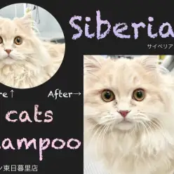 【 サイベリアン 】猫シャンプーブログ～美サイベちゃん編～