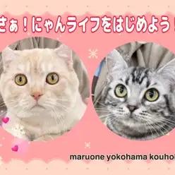 【 お役立て情報 】9ヶ月を迎えた猫さんと新しいニャンライフを満喫しませんか？