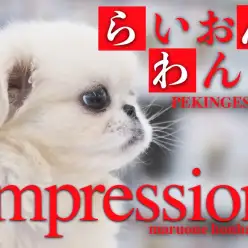 【 ペキニーズ 女の子 】白いライオンドッグ登場!鼻ぺちゃが可愛すぎる!