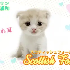 【 スコティッシュフォールド 】可愛さてんこ盛り！人見知りゼロの男の子