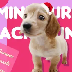 【 ミニチュアダックス 】笑顔がキュートな小さめフレンドリーな女の子♪